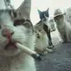 Аватар канала Rolas, memes y lo que surja🦝.