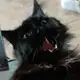 Аватар канала • Renge.R • в котячьем рабстве