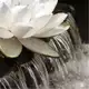 Аватар канала ﹫ 𝓐𝑟𝑜𝓂𝒶 𝓛𝑜𝑡𝓊𝓈 ۫ 𝄒