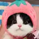 Аватар канала Мемы с котами