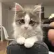 Аватар канала Уголок котиков