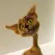 Аватар канала Котята, тигры, львы, лисы Амигуруми