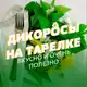 Аватар канала Дикоросы на тарелке🌿