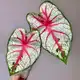 Аватар канала Botanica_caladium