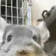 Аватар канала Куська шинш
