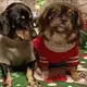 Аватар канала 🐶Мои хвостатые друзья🐱