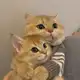 Аватар канала yes cat lover