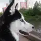 Аватар канала Зоопсихология, или как понять своего питомца