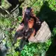 Аватар канала Не только Приматы🐒