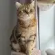 Аватар канала britishcatsclub