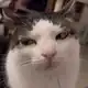 Аватар канала Catельная