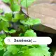 Аватар канала Зелёнка | Комнатные растения