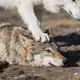 Аватар канала WOLF HAT || Info