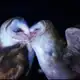 Аватар канала [Л.Ф. оффц]•.° Nest °.•//////
