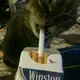 Аватар канала meowkaxd