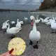 Аватар канала реклама