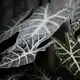 Аватар канала FloLi🌿