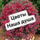 Аватар канала Цветы - наша душа