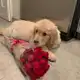 Аватар канала anvyflower