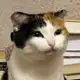 Аватар канала Eve cat