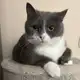 Аватар канала Котофота