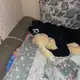 Аватар канала воры брянска