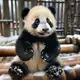 Аватар канала Панда Катюша - Московский зоопарк 🐼