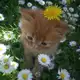 Аватар канала Котики 😻