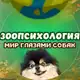 Аватар канала ЗООПСИХОЛОГИЯ мир глазами собак