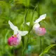 Аватар канала ev_botanical_photo