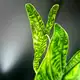 Аватар канала 🌿 Зелёные акценты | Green accents