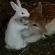 Аватар канала цветочный бред🌱(рест)