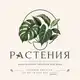 Аватар канала Растения | Клоны Закупка