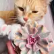 Аватар канала Мика против суккулентов 🐈 🙋🏻‍♀️