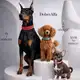 Аватар канала Доберман Альфа 🐾