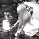 Аватар канала `silver angel.