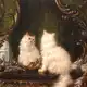 Аватар канала Кот худеет.
