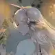 Аватар канала Mirafleur [чистка мью]