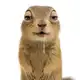 Аватар канала Суслик🔞