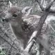 Аватар канала Wendigo 🦌🥩 moonflower
