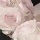 Аватар канала rose