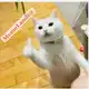 Аватар канала 🫧🫧🤣🤪MemeLandi@🫧🫧🤣🤪
