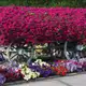 Аватар канала В мире цветов🌺
