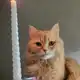 Аватар канала Персик🐱 на связи📞☎️
