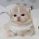 Аватар канала Котомалыши