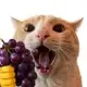 Аватар канала 👻свага🍇