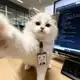 Аватар канала кот пишет код