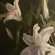 Аватар канала Избушка на фото-ножках.