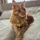 Аватар канала Кот Спартак
