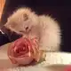 Аватар канала Сметанка <З